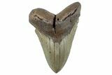 Huge, Fossil Megalodon Tooth - North Carolina #261108-1